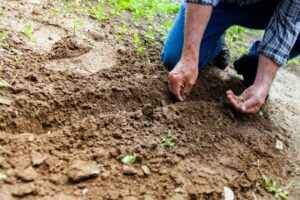 gardening a simple hobby to start for better wellness